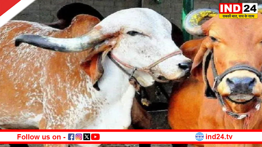 अहमदाबाद में आवारा पशुओं की पहचान के लिए एआई तकनीक का उपयोग