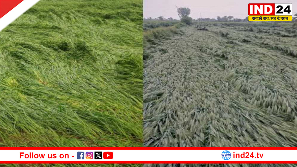 MP में ओलावृष्टि से फसल को नुकसान, सर्वे शुरू,  जीतू पटवारी ने सीएम को लिखा पत्र