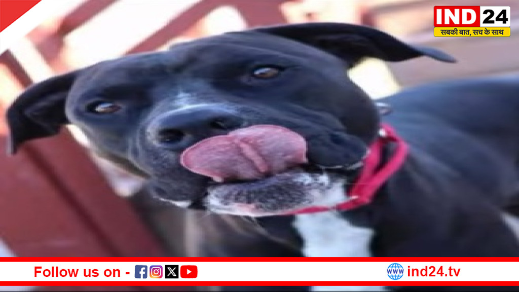 रायपुर में पिटबुल कुत्तों का कहर, डॉक्टर मालिक के खिलाफ FIR दर्ज...