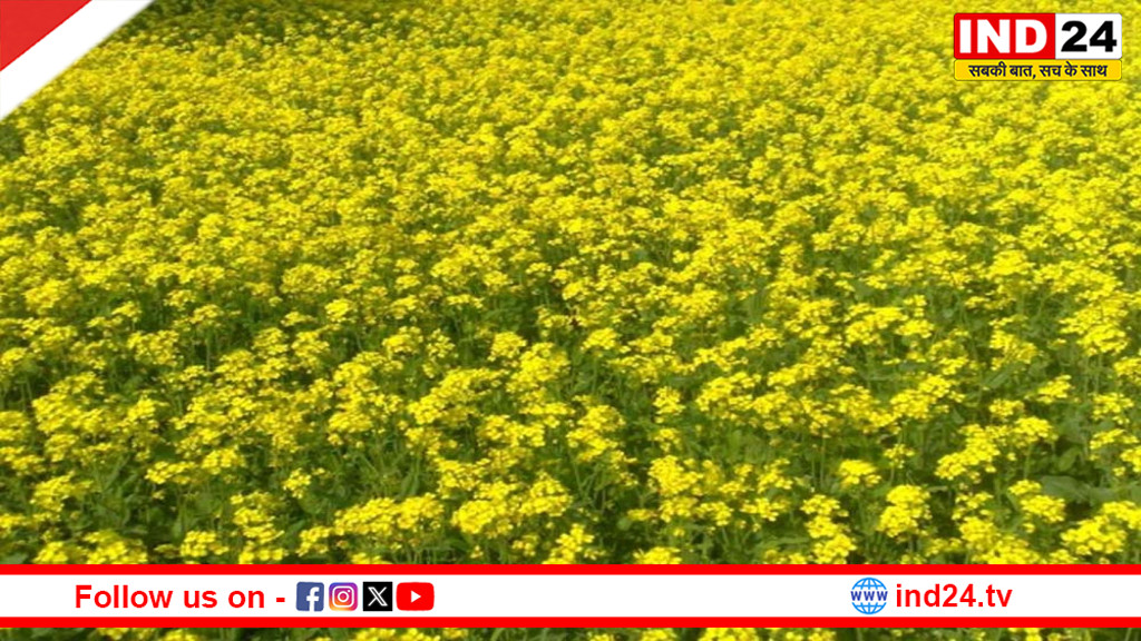 सरसों किसानों के लिए राहत की बयार: रकबा बढ़ा, उत्पादन रिकॉर्ड स्तर छूने की तैयारी