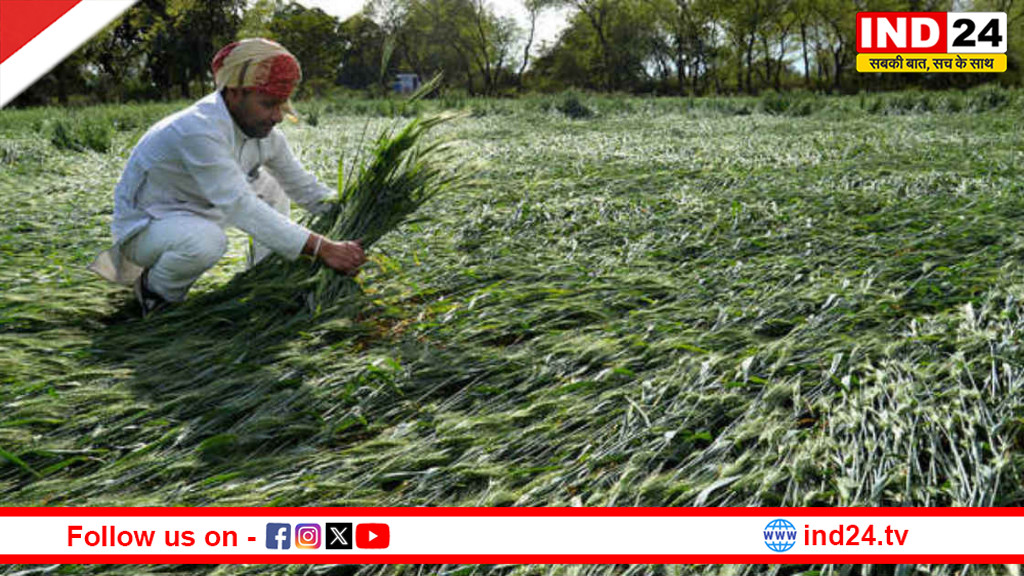 मध्य प्रदेश के अन्नदाताओं पर कुदरत की मार, 25 जिलों में फसलें चौपट, मुख्यमंत्री मोहन यादव ने दिए तत्काल मुआवजा देने के निर्देश
