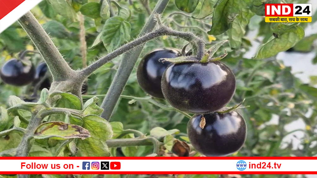 एमपी के किसान ने उगाया काला टमाटर: कीमत और फायदे जानकर चौंक जाएगे आप