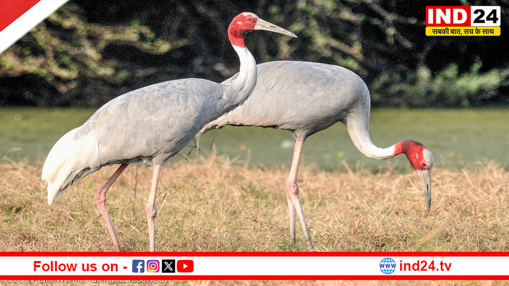 यूपी में बढ़ा सारस का कुनबा: राज्य पक्षी की संख्या 20 हज़ार के पार