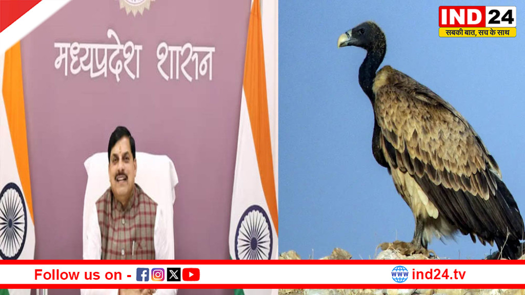 हलाली डेम में आज 5 दुर्लभ गिद्धों को प्राकृतिक आवास में मुक्त करेंगे CM डॉ. मोहन यादव