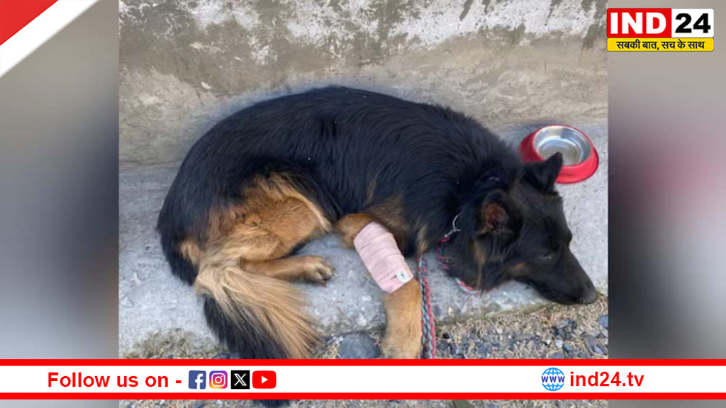 गोली खाकर भी नहीं डिगा हौसला: किश्तवाड़ एनकाउंटर में डॉग टाइसन ने दिखाया अदम्य साहस