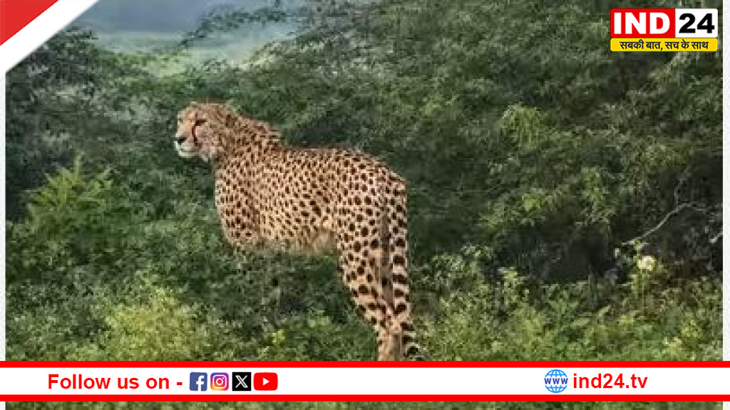 बोत्सवाना से आएंगे 8 चीते, कूनो में फिर गूंजेगी दहाड़