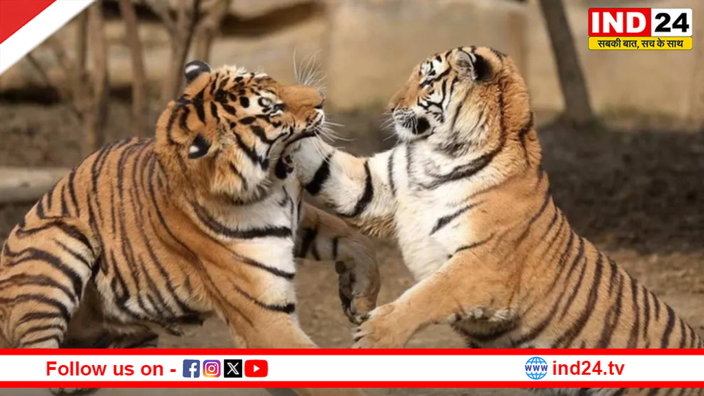 शहडोल में दो बाघों की मौत, किसान ने फसल बचाने को फैलाया था करंट