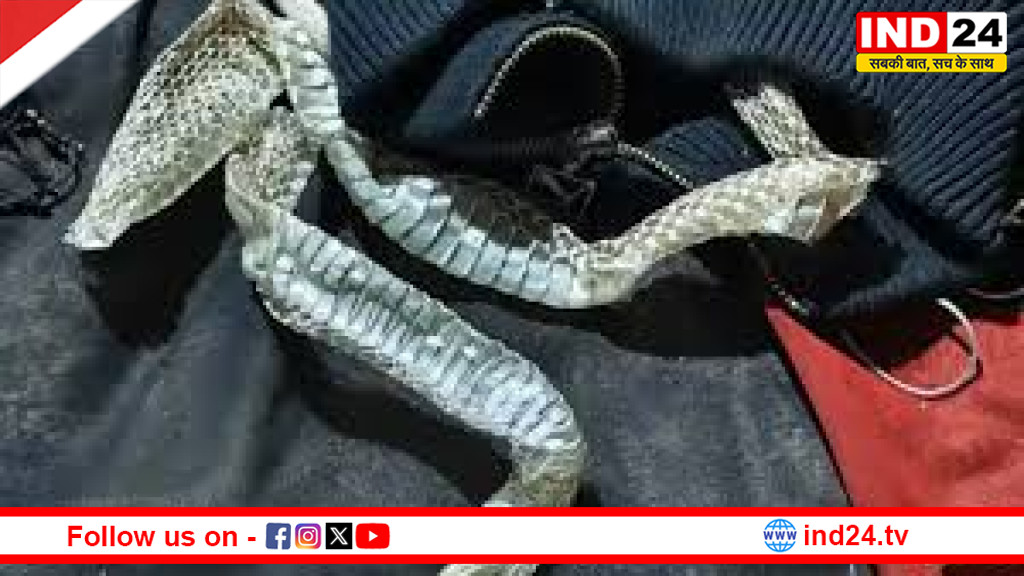 नागिन बनी रीना !, शादी से बचने के लिए बिस्तर पर केंचुली रख प्रेमी संग हुई फरार