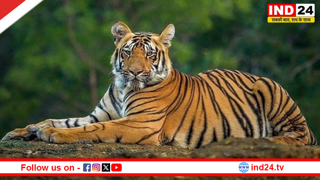 मप्र सरकार की नई पहल: बाघ, चीता और हाथी ‘मित्रों’ की होगी नियुक्ति, वन रक्षक बनने का मिलेगा मौका