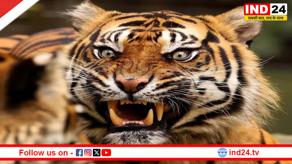 कूनो में बाघ की दबंग दस्तक: रणथंभौर की ‘सुलताना’ के बेटे ने बढ़ाई चीतों की चिंता