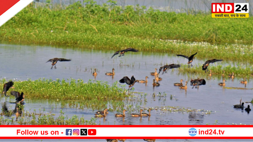 रामसर साइट पर बढ़ता पर्यावरण संकट: उद्योगों का दूषित पानी बढ़ा रहा जलीय जीवन को खतरा