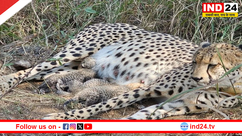 कूनो में चीता गामिनी ने 3 शावकों को जन्म दिया,सीएम डॉ मोहन यादव बोले- चीतों के पुनर्स्थापन का सशक्त केंद्र बना मध्यप्रदेश