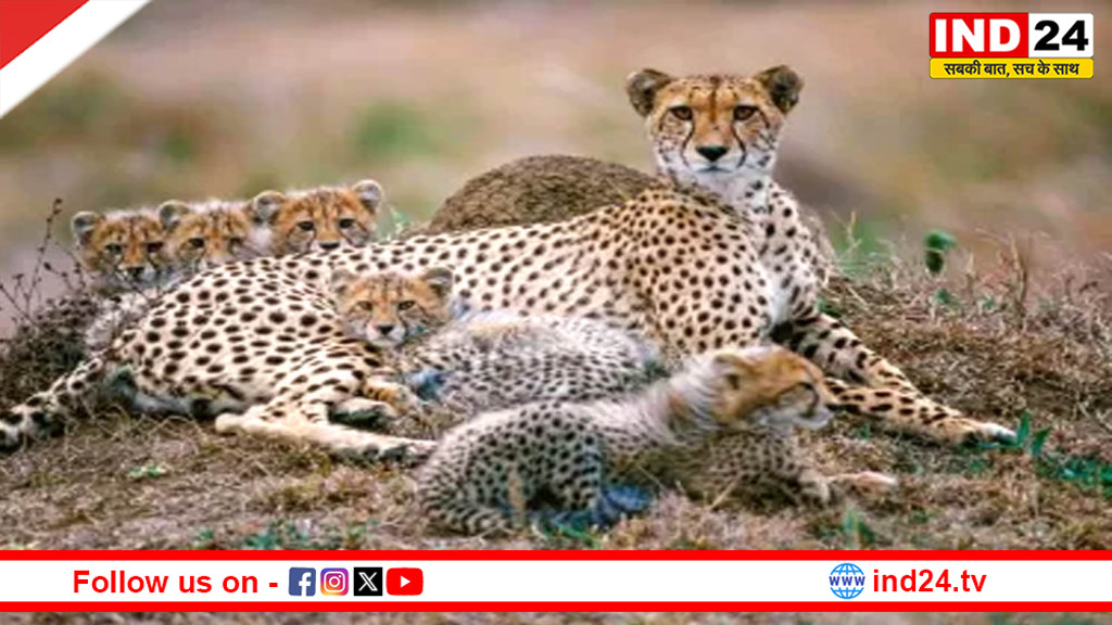 कूनो में बढ़ी खुशखबरी: चीता आशा ने दिए 5 शावकों को जन्म, देश में चीतों की संख्या 35
