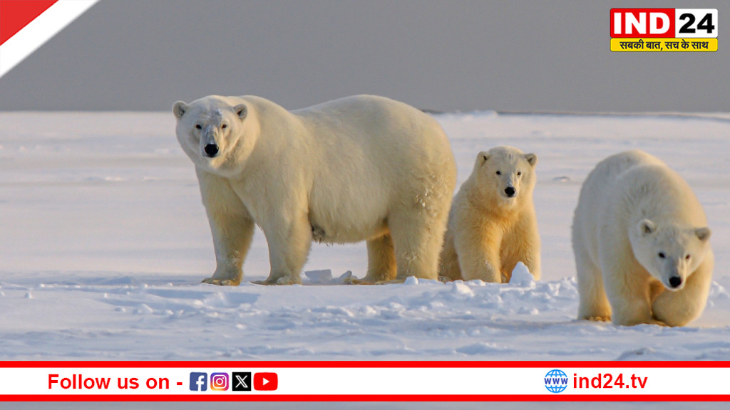 बारेंट्स सागर के ध्रुवीय भालू: तेज़ी से घटती बर्फ के बावजूद क्यों बने हुए हैं ‘मोटे–ताज़े’?