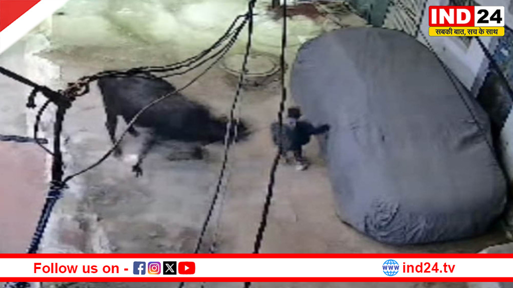 ग्वालियर के मुरार में आवारा सांड का हमला: 5 साल का मासूम गंभीर, सिर पर आए 25 टांके