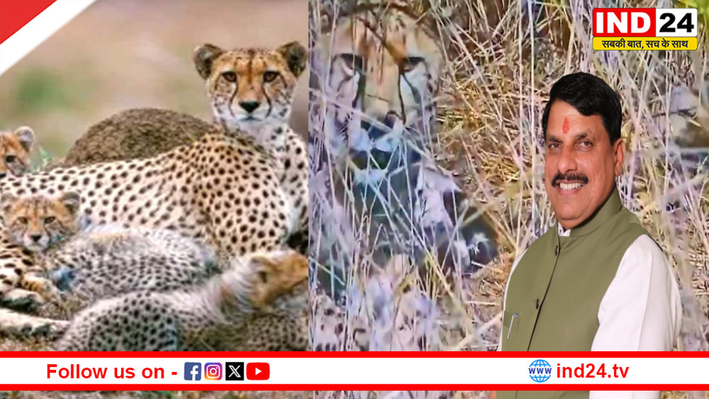 कूनो नेशनल पार्क से आई खुशखबरी, चीता आशा ने दिए 5 शावकों को जन्म, CM डॉ. मोहन यादव ने कहा- प्रदेश के लिए अभूतपूर्व क्षण
