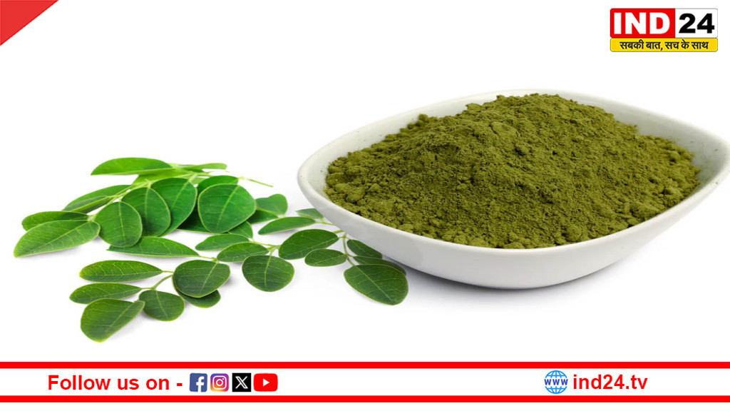 मोरिंगा पाउडर: इम्यूनिटी बूस्ट से लेकर वेट लॉस तक का राज