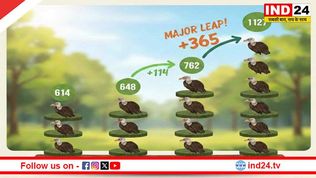 दक्षिण पन्ना वनमण्डल में गिद्ध संरक्षण की बड़ी सफलता, गणना 2026 में रिकॉर्ड 1127 गिद्ध दर्ज
