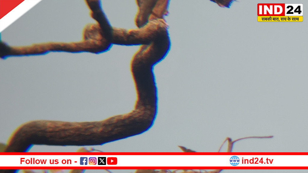 पन्ना की जैव विविधता को नई उड़ान: पेरेग्रीन फाल्कन का दुर्लभ दीदार