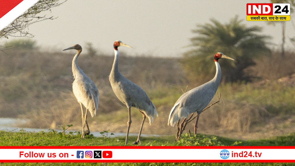 पवई वन परिक्षेत्र में दुर्लभ सारस का दिखना शुभ संकेत, दक्षिण पन्ना वनमंडल में बढ़ी जैव विविधता