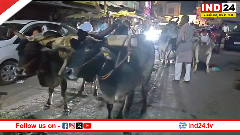 अजयगढ़ में बैलगाड़ियों पर निकली अनोखी बारात, ईंधन संकट के बीच परंपरा का दिया संदेश