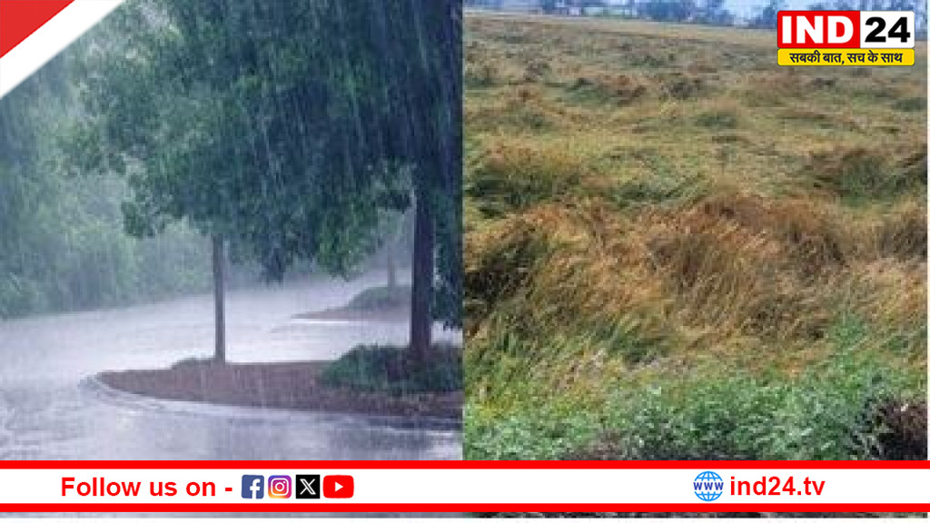 एमपी में बेमौसम बारिश: इंदौर-रीवा समेत कई जिलों में येलो अलर्ट, ओलों से फसलों को नुकसान