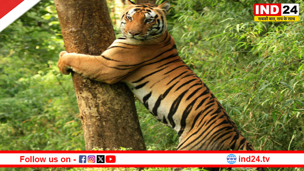 विश्व वन्यजीव दिवस: मध्यप्रदेश में 6 हजार बाघ-तेंदुए, छोटे पड़ रहे जंगल | सरकार ने WII से मांगी वैज्ञानिक सलाह