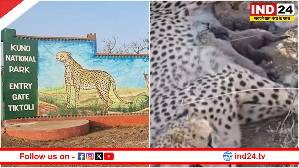 कूनो से फिर आई खुशखबरी, मादा चीता ज्वाला ने 5 शावकों को दिया जन्म, भारत में संख्या बढ़कर 53