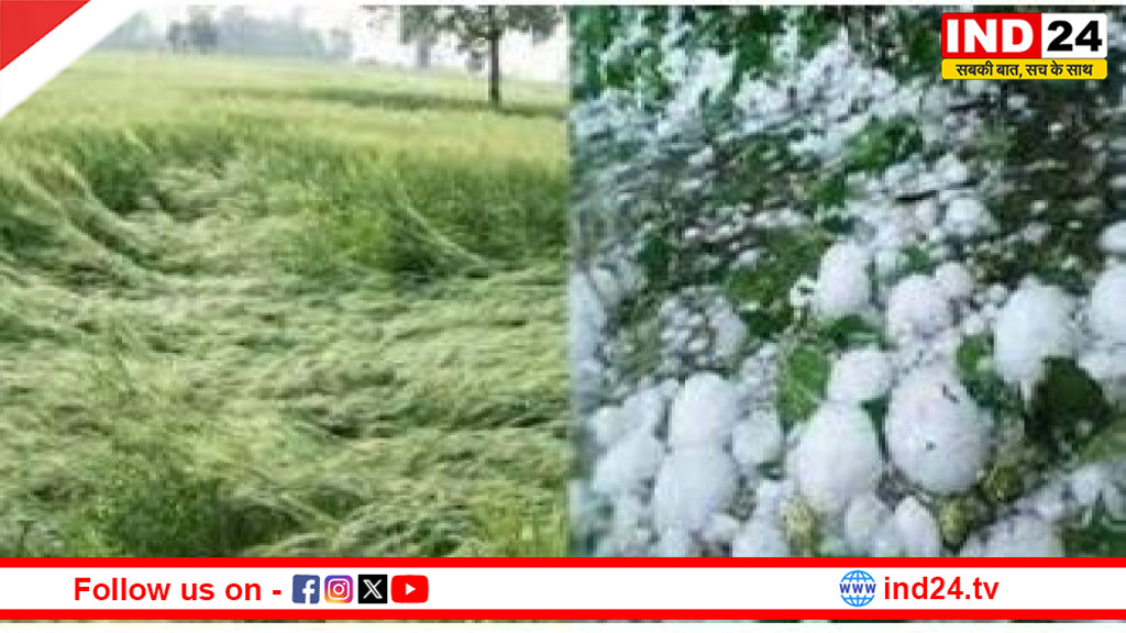 MP में बेमौसम बारिश का कहर, 42 जिलों में बारिश,19 जिलों में गिरे ओले,फसलें तबाह 