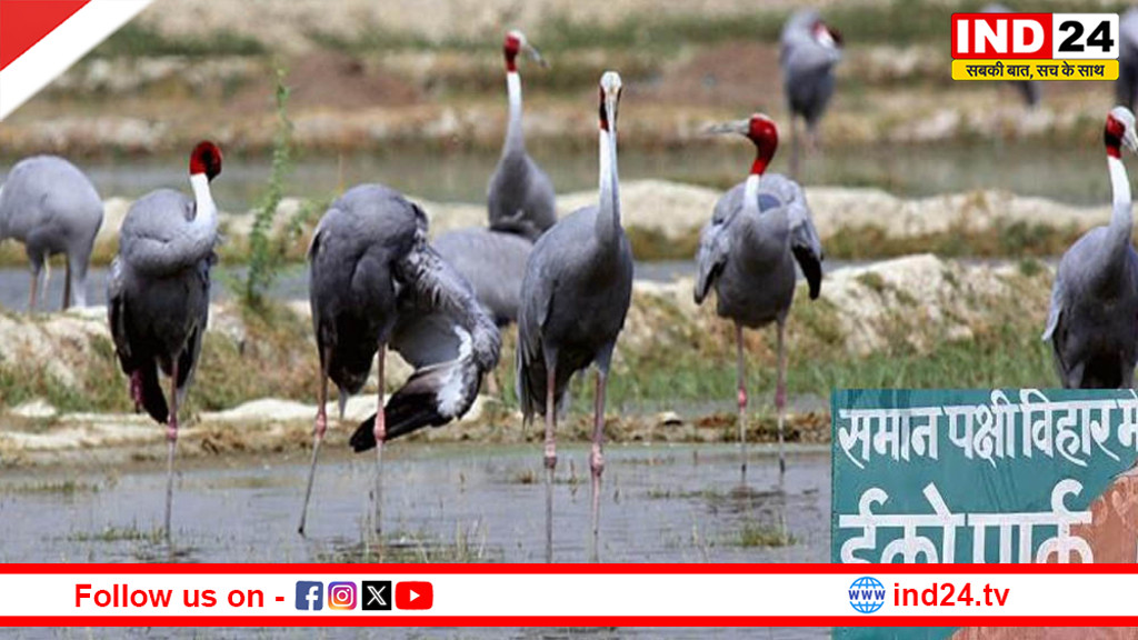 यूपी में बनेगा सारस सर्किट: मैनपुरी-इटावा के वेटलैंड्स में इको टूरिज्म को बढ़ावा, राजकीय पक्षी सारस का होगा संरक्षण