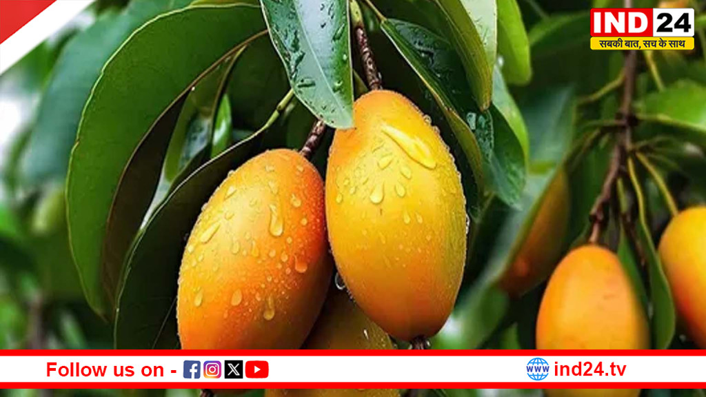 किराए पर आम का पेड़: 10 हजार में 90 किलो अल्फांसो, खेती का बदलता नया मॉडल