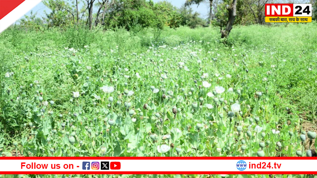 छत्तीसगढ़ में अफीम की खेती पर सियासत तेज, कलेक्टरों की रिपोर्ट पर घमासान