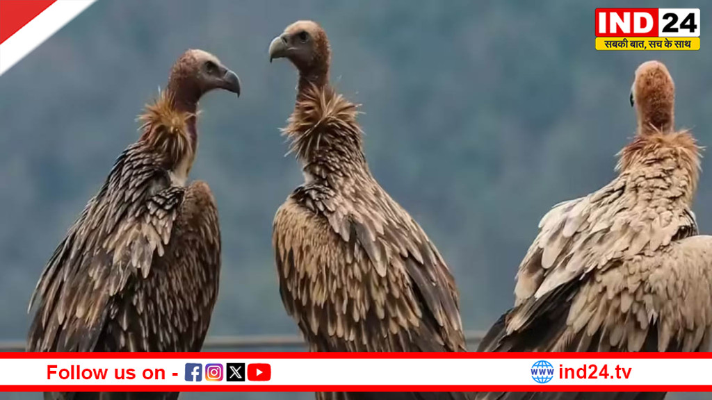 मध्य प्रदेश में गिद्धों की संख्या 14 हजार के पार, एक दशक में दोगुनी बढ़ोतरी