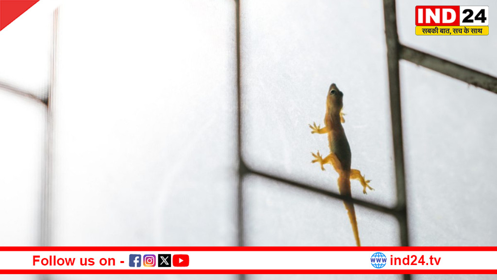 घर में छिपकली का आतंक? इन आसान घरेलू उपायों से पाएं तुरंत छुटकारा