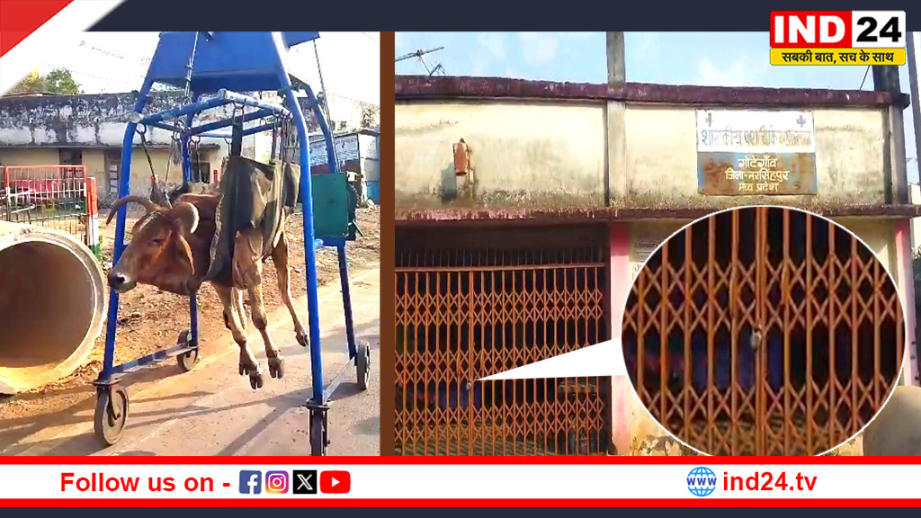 नरसिंहपुर: तड़पती रही बीमार गाय, गौ सेवकों ने अस्पताल पहुंचाया लेकिन डॉक्टर नहीं मिले