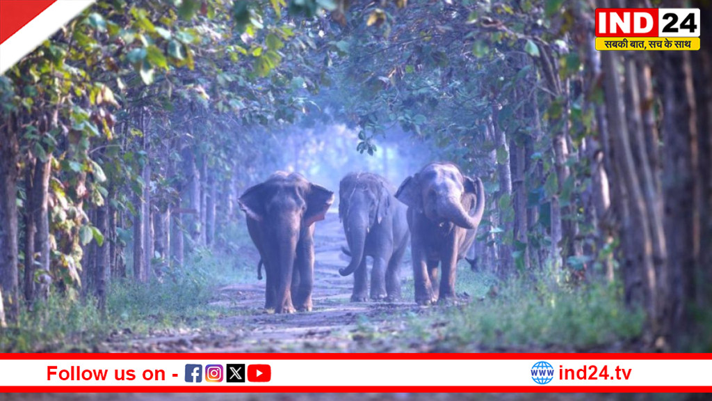 वन्यजीव संरक्षण में वंतारा की बड़ी उपलब्धि, एक साल में बना वैश्विक मान्यता प्राप्त मॉडल सेंटर