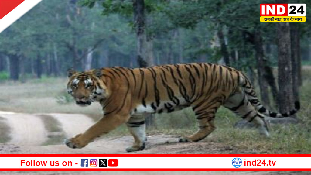 पेंच में अब नहीं सुनाई देगी ‘लंगड़ी’ की दहाड़,देश की सबसे उम्रदराज बाघिन की हुई मौत 