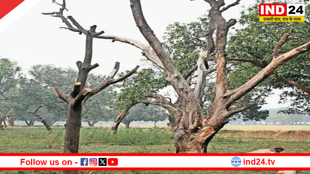 अब पेड़ काटने की अनुमति वन विभाग देगा, नगरीय क्षेत्रों में फॉरेस्ट रेंजर होंगे ट्री-ऑफिसर