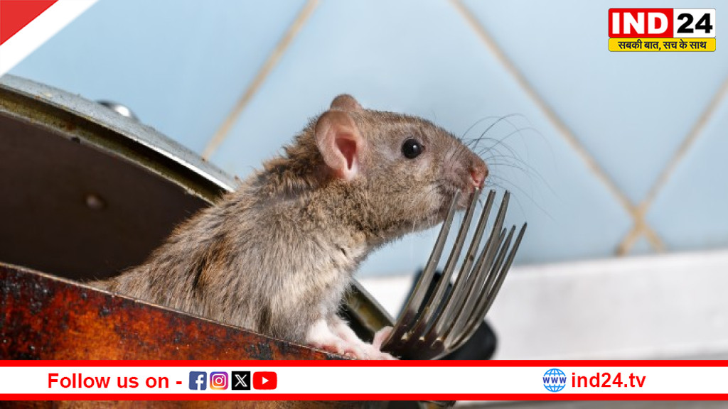 योगी सरकार का निर्देश: यूपी में चूहा मारने वाली दवाई की बिक्री पर रोक