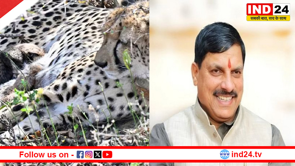 कूनो नेशनल पार्क से फिर मिली बड़ी खुशखबरी, चीता गामिनी ने 4 शावकों को दिया जन्म, मुख्यमंत्री डॉ. मोहन यादव ने वन विभाग और चिकित्सकों को दी बधाई