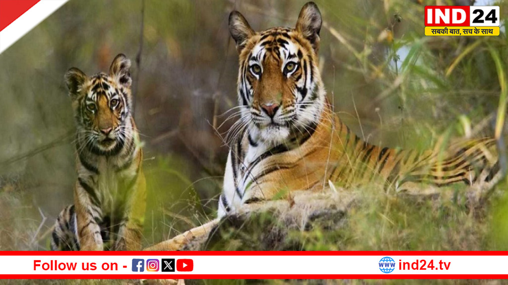 54 बाघों की मौत से मचा हड़कंप: अब रिजर्व के बाहर भी मिलेगा ‘स्पेशल प्रोटेक्शन’, जानिए नई TOTR योजना का पूरा खाका