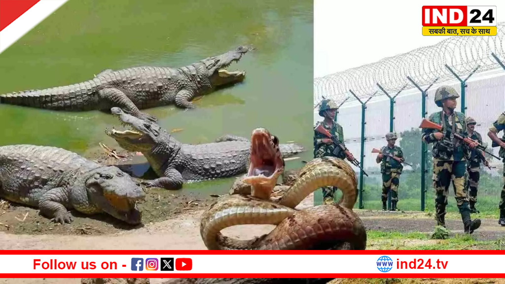बीएसएफ का खास प्लान: मगरमच्छ और सांप बनेंगे घुसपैठ रोकने का 'प्राकृतिक हथियार' !