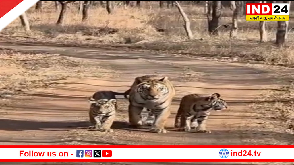 पन्ना में ‘टाइगर शो’ LIVE: बाघिन P-142 और शावकों की मस्ती देख रोमांचित हुए पर्यटक, VIDEO वायरल