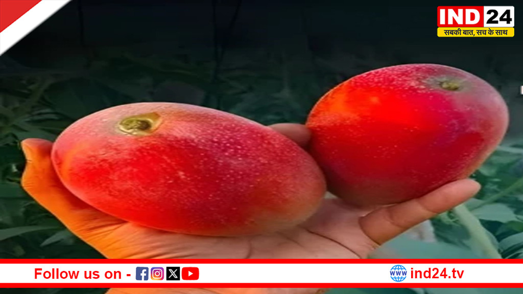 दुनिया का सबसे महंगा आम... MP के इस जिले में होती है इसकी खेती