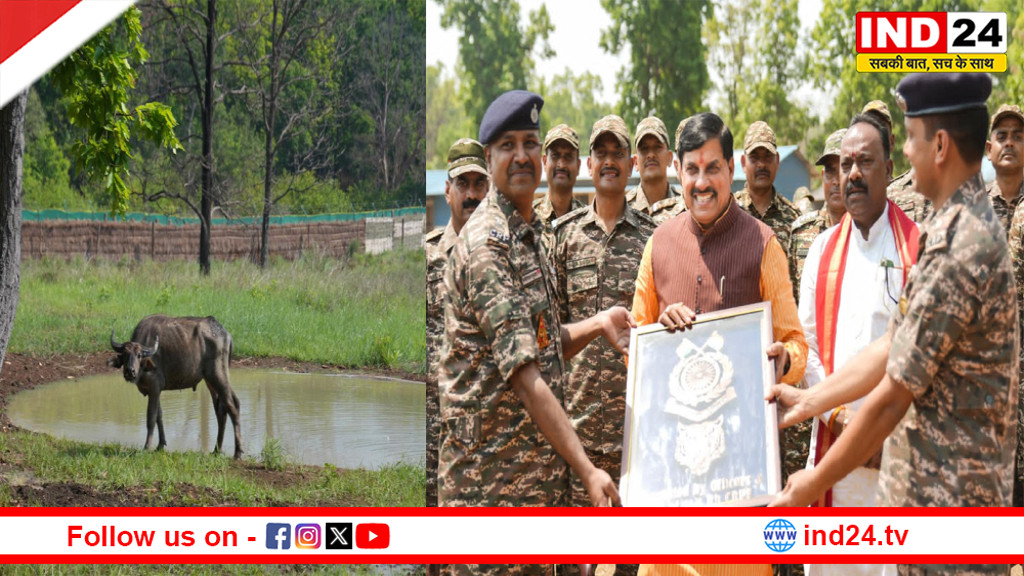 150 साल बाद कान्हा में लौटा जंगली भैंसा, CM डॉ. मोहन यादव ने 4 भैंसों को किया रिलीज