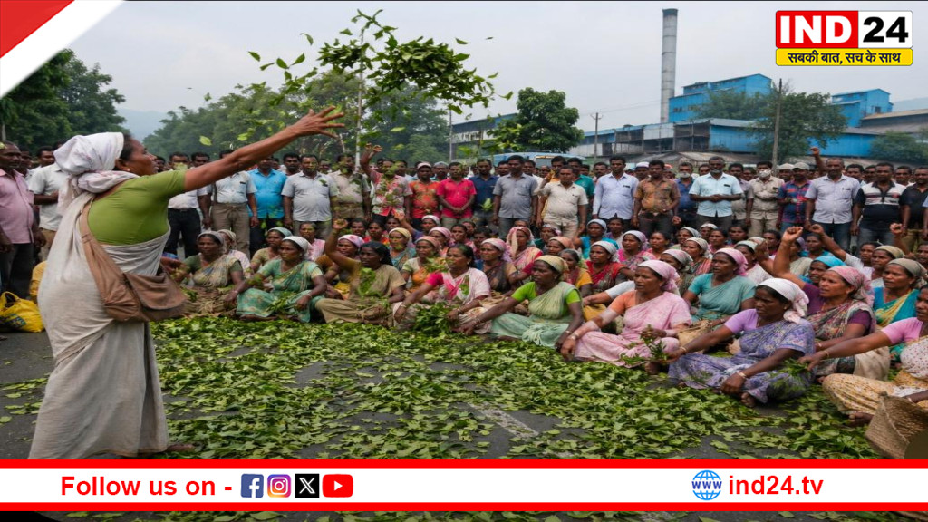 मयनागुड़ी में चाय किसानों का उग्र प्रदर्शन: सड़क पर फेंकी पत्तियां, बॉटलिफ फैक्टरी के सामने जाम, उचित दाम की मांग तेज