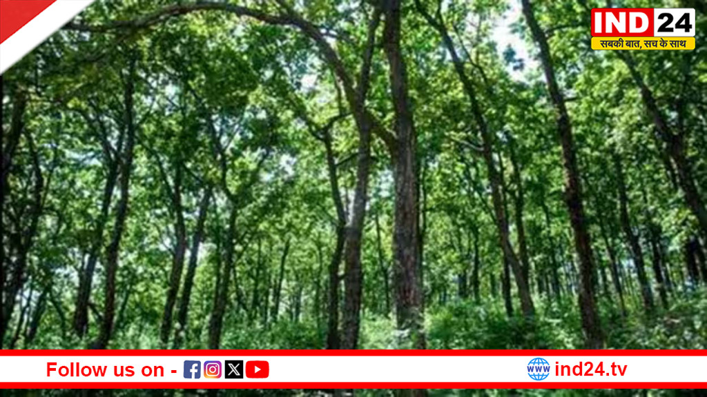 जलवायु परिवर्तन के बीच नई तस्वीर: भारत के वनों में कार्बन भंडार बढ़ने का अनुमान, लेकिन खतरे भी बरकरार