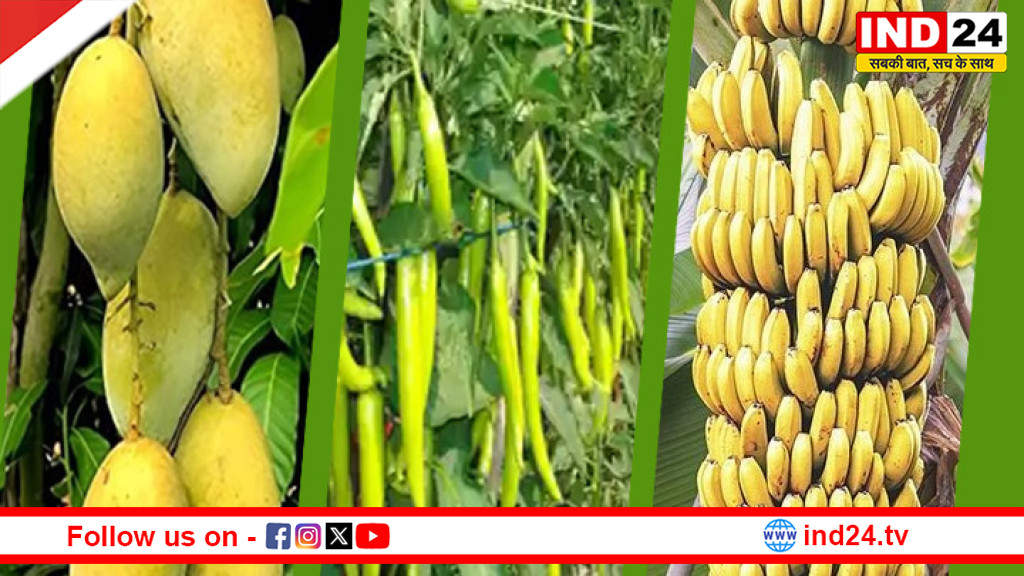 MP में होंगे आम-केला और मिर्च महोत्सव,अनोखे आयोजनों के जरिए किसानों को अंतरराष्ट्रीय बाजार से जोड़ने की तैयारी