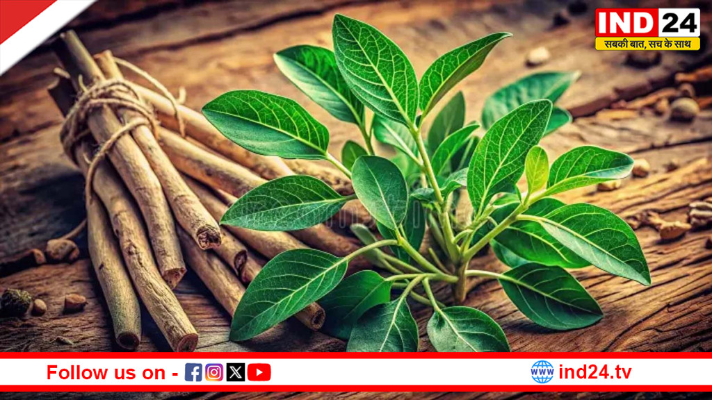 अश्वगंधा पर सख्ती: पत्तियों के इस्तेमाल पर रोक, FSSAI ने जारी किए नए निर्देश