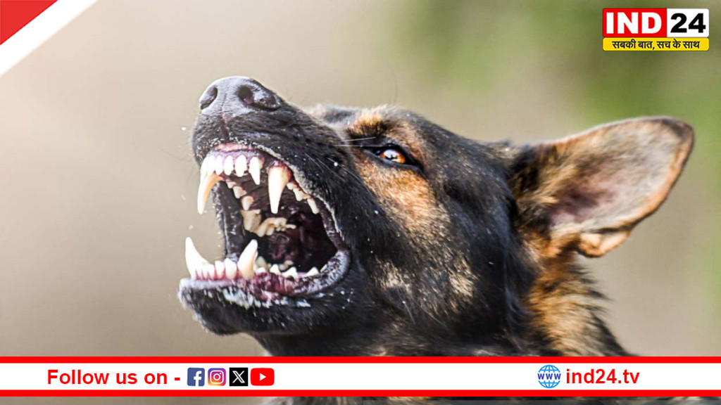 सतना में ‘पागल’ कुत्ते का आतंक: 40 से ज्यादा लोगों को काटा, अस्पताल में मचा हड़कंप